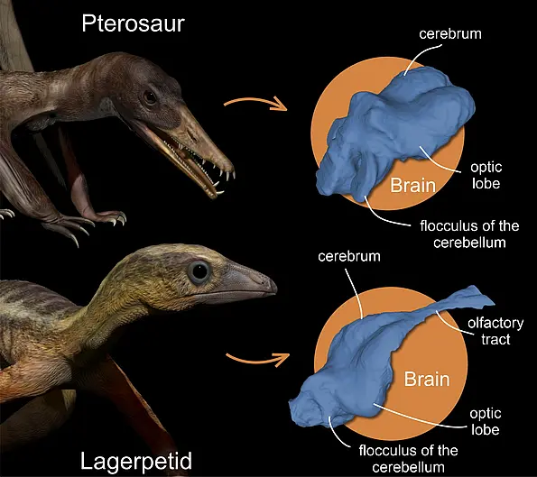 Artist’s impression of a pterosaur (top) and a lagerpetid (bottom) from the late Triassic period approximately 215 million years ago: The images on the right show 3D reconstructions of their brains, created with the help of computer tomography scans.