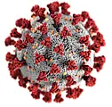 CDC/ Alissa Eckert, MS; Dan Higgins, MAM / Public domain" href="https://commons.wikimedia.org/wiki/File:2019-nCoV-CDC-23312.png