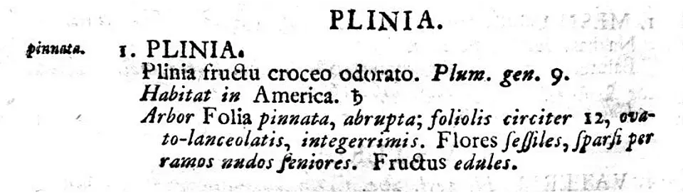 Die Abbildung zeigt einen Ausschnitt aus der gedruckten Beschreibung in Linnés "Species Plantarum" (1753) mit der lateinischen Gattungsbeschreibung der Plinia.
