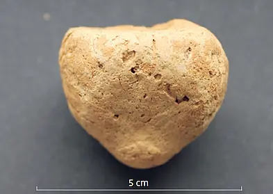 Koprolithe sind fossile Exkremente, also nahezu versteinerte Ausscheidungen. Sie erweisen sich in der genetischen Spurensuche als wichtige Datenquelle. Der abgebildete Koprolith wurde bei Ausgrabungen im Felsmassiv Hohlenstein gefunden. 