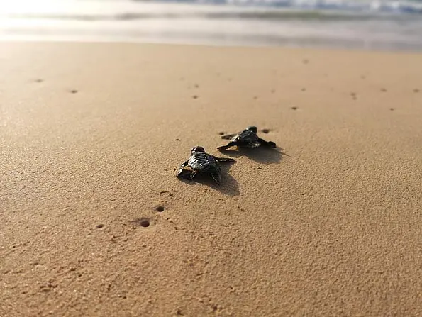 Two young sea turtles on sandy ground. The sea with waves in the background.