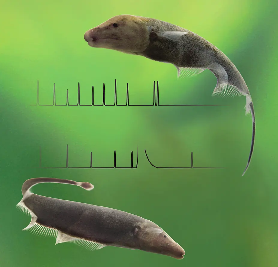 An image of neotropical electric fish
