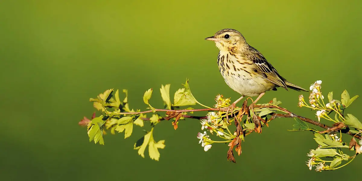 Singing Tree Pipit (Anthus trivialis) perched on a hawthorn branch.