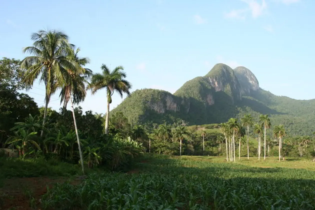 Königspalmen am Fuße des Pan de Guajaibón, der mit 699 m ü. NN die höchste Erhebung Westkubas darstellt und wie andere Karstkegel vielen hochspezialisierten Pflanzenarten Lebensraum bietet. Bild: Nils Köster
