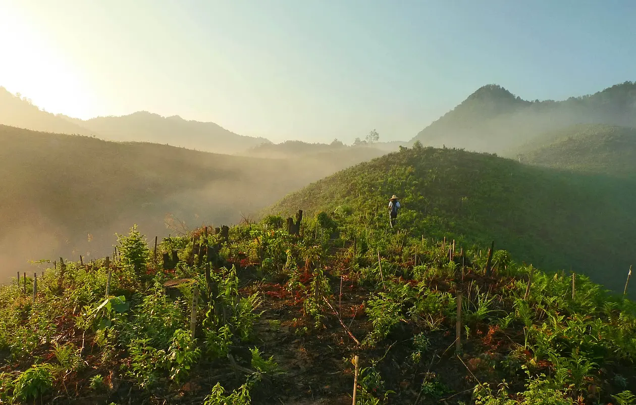 Foto einer grünen Forstplantage in Xingangshan im Sonnenlicht