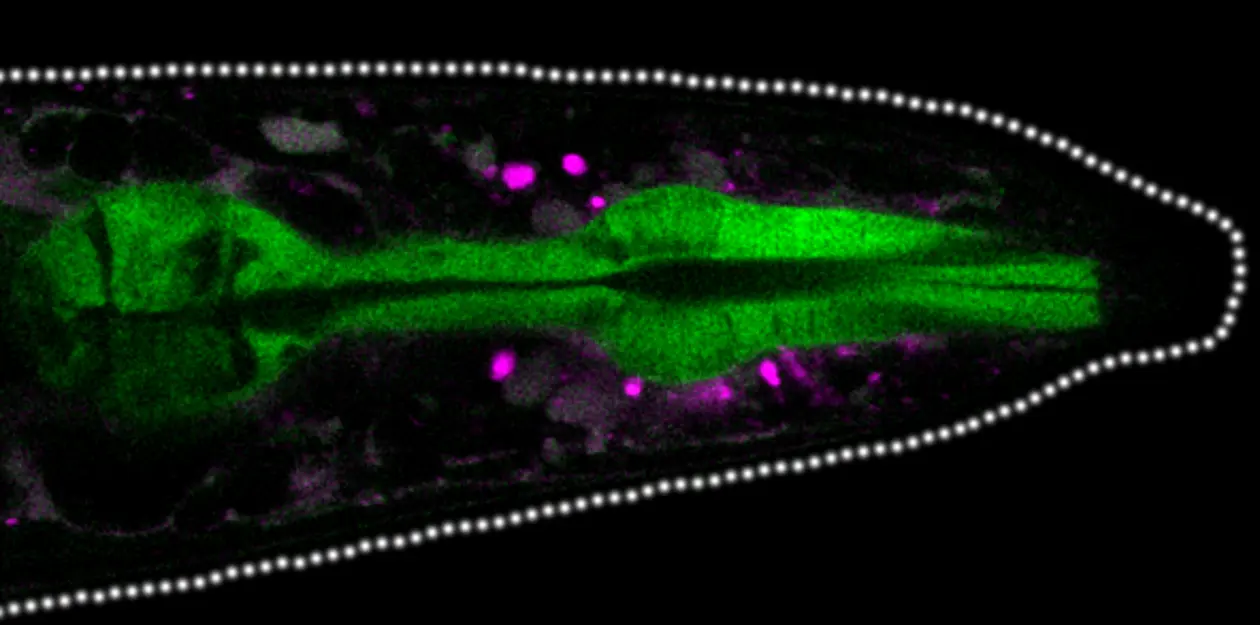 Protein aggregates accumulate between tissues in the head of the worm.