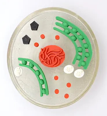 3D-Modell eines Cyanobakteriums in der Wachstumsphase.