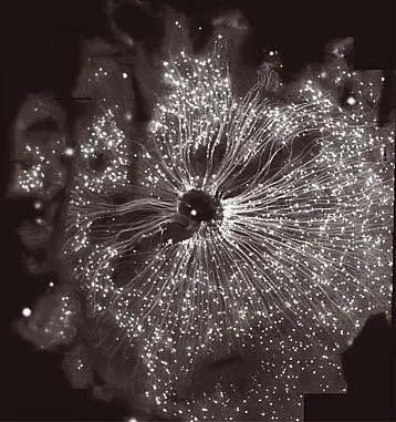 A close up of the retina