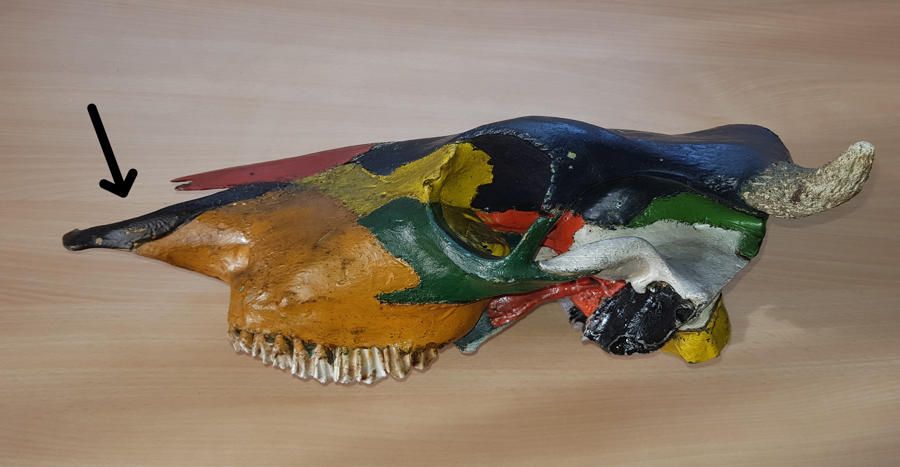 Photo of a stained bovine skull from the Tübingen paleontology teaching collection.