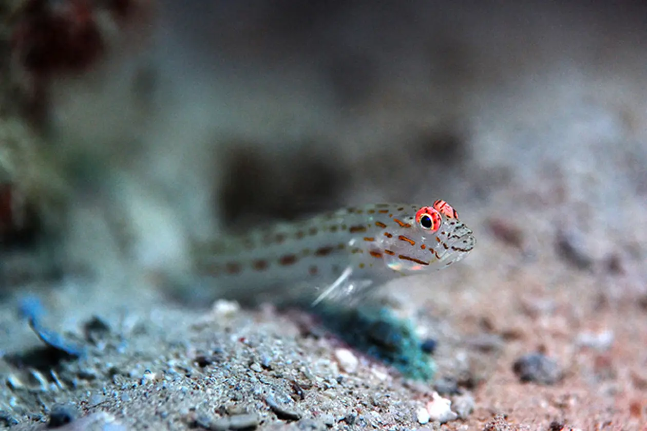 Die rot fluoreszierenden Augenringe zahlreicher Planktonfresser wie dieser Grundel erhöhen nach Ansicht der Forscher die Chance, kleine transparente Beutetiere im Plankton zu entdecken. Foto: Nico K. Michiels/Universität Tübingen.