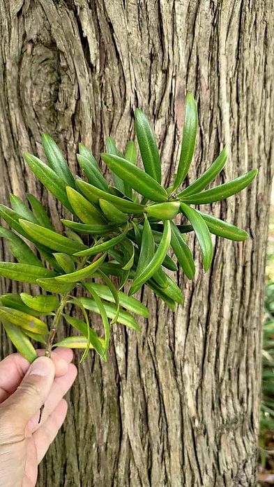 Podocarpus latifolius