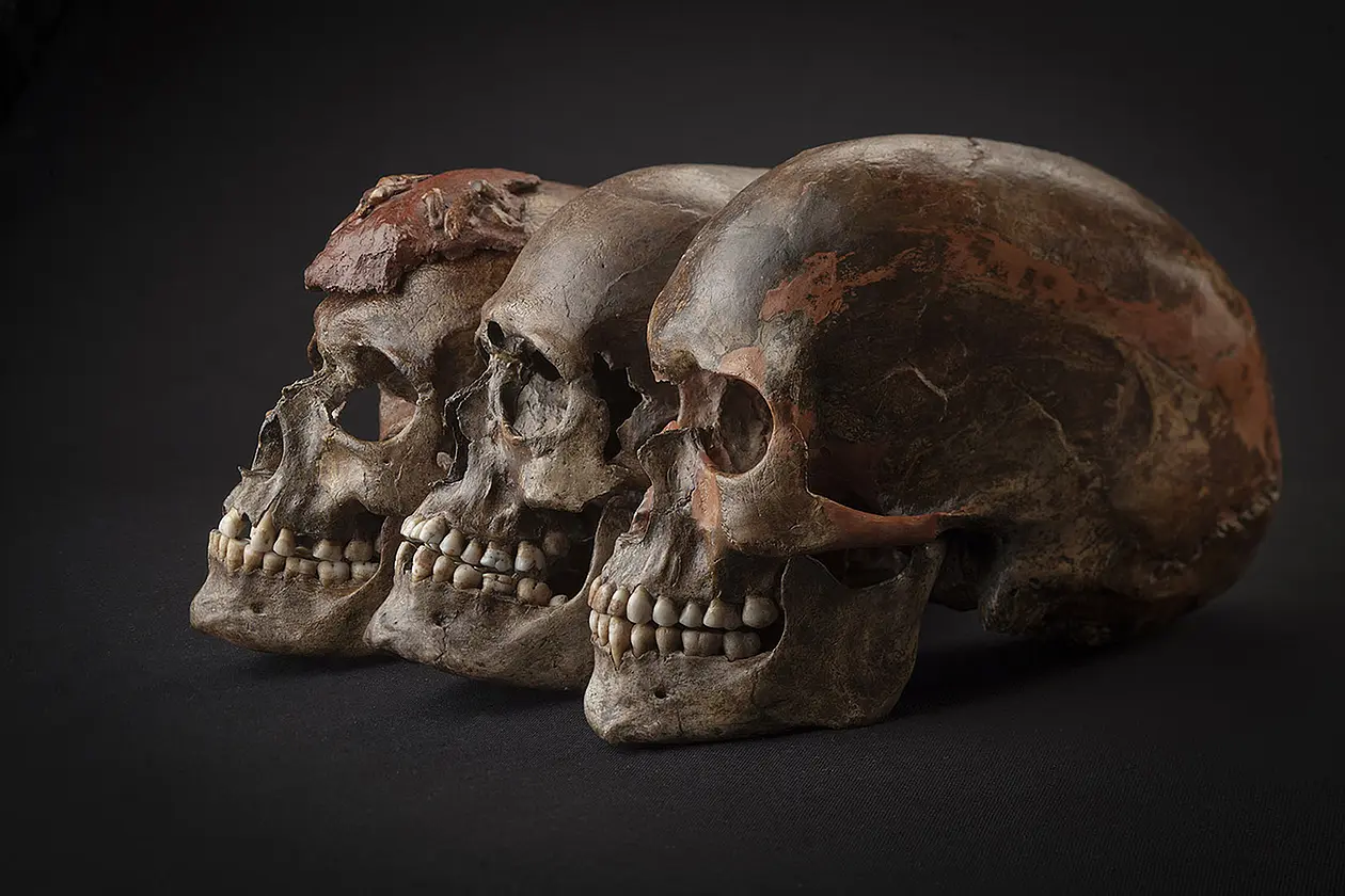 Drei rund 31.000 Jahre alte Schädel aus Dolni Věstonice in der Tschechischen Republik. Alle in der Studie untersuchten Menschen, die in den darauf folgenden 5.000 Jahren lebten – sei es im heutigen Belgien, der Tschechischen Republik, Österreich oder Italien – waren eng verwandt. Dies deutet auf eine Ausbreitung der Menschen hin, die mit der archäologischen Kultur des Gravettien verbunden war. Foto und Copyright: Martin Frouz und Jiří Svoboda