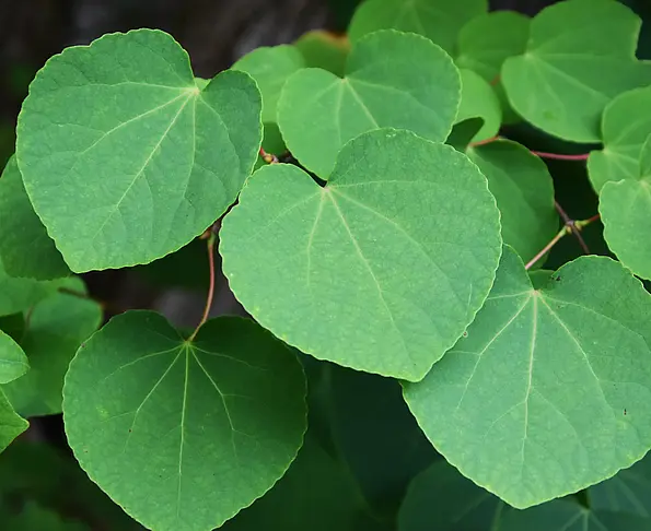 Lebkuchenbaum oder Japanischer Kuchenbaum (Cercidiphyllum japonicum) im Kloster Bebenhausen. 