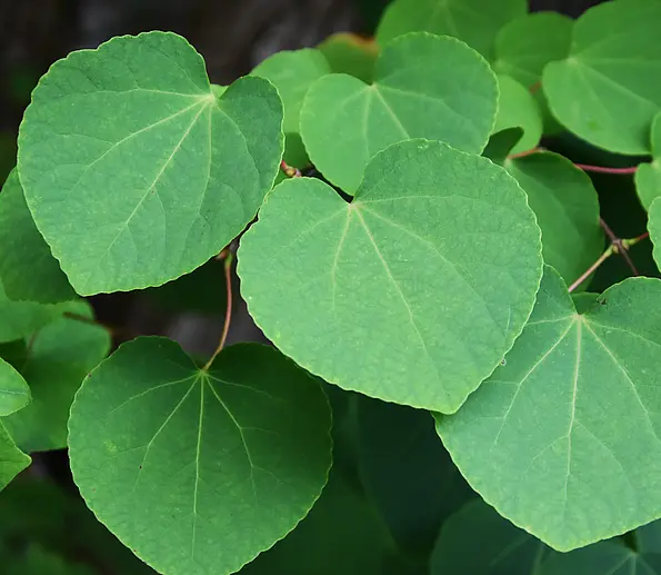 The Katsura or caramel tree (Cercidiphyllum japonicum) at Bebenhausen outside Tübingen. 