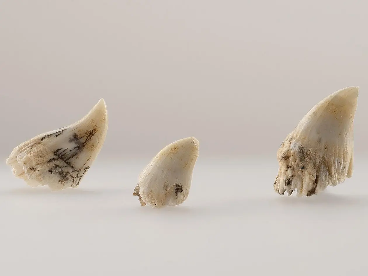Drei Laichzähne fossiler Atlantischer Lachse