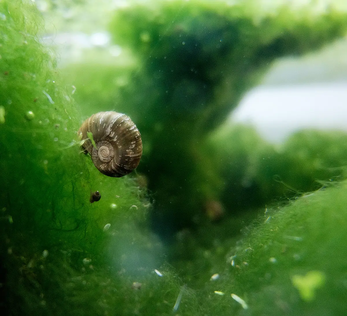 Bild einer Posthornschnecke im Wasser. 