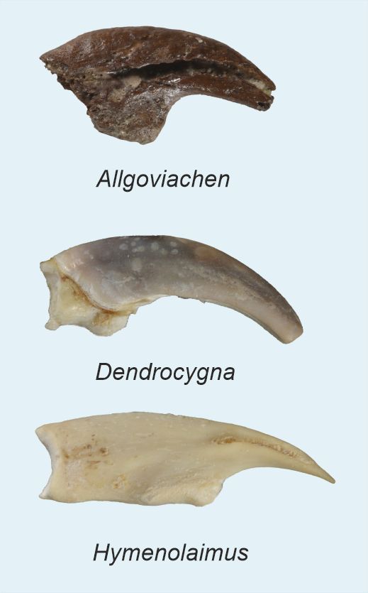 Three claws are shown below each other for comparison