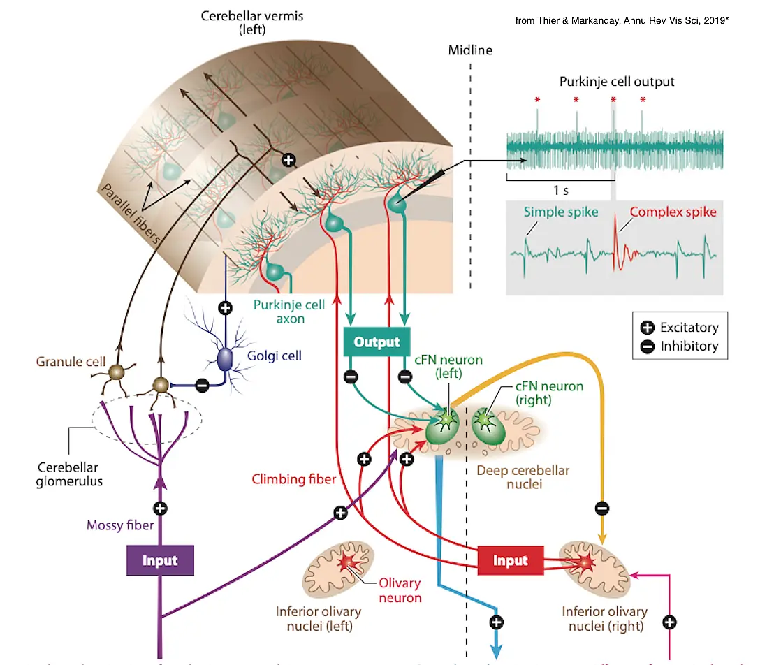 An overview on Cognitive Neurology