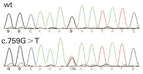Fluorescent peak trace chromatogram showing a wild-type sequence