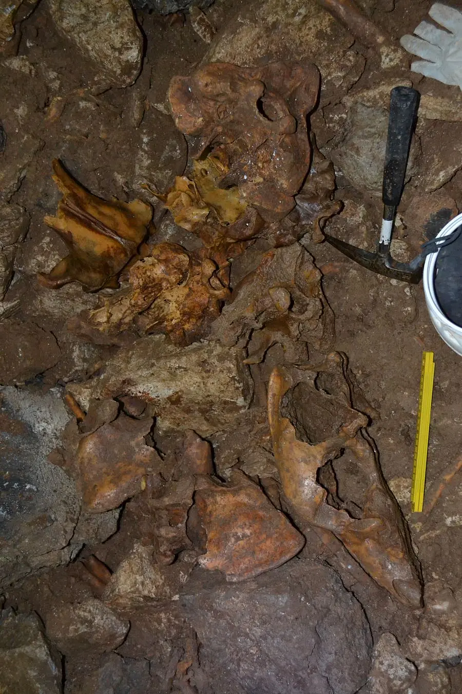 Cave bear fossils