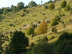 Eine typische Untersuchungsfläche in den Biodiversitäts-Exploratorien: Schafweide auf der Schwäbischen Alb. Bild: Simone Pfeiffer