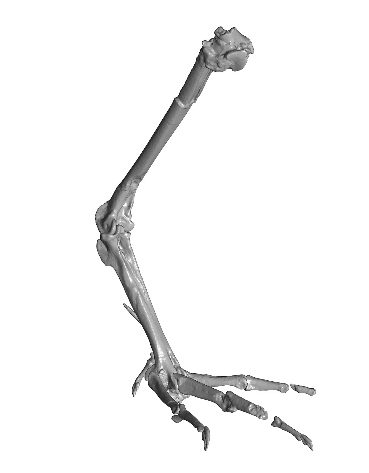Reconstruction of the leg skeleton of Allgoviachen tortonica