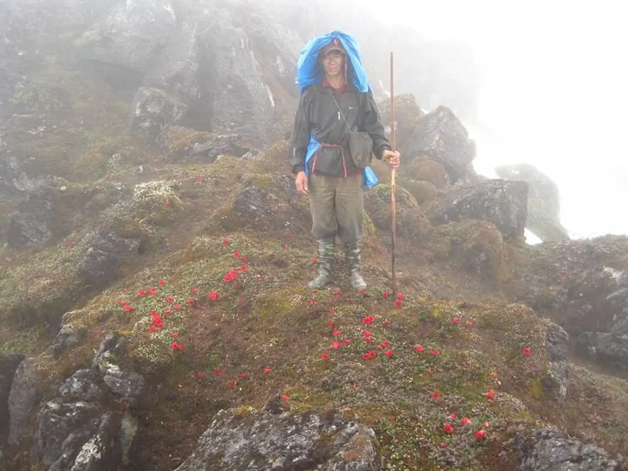 Träger der Expedition inmitten eines Bestandes von Rhododendron forrestii ssp. forrestii, einer Stammart zahlreicher Züchtungen. Foto: © H. Schepker
