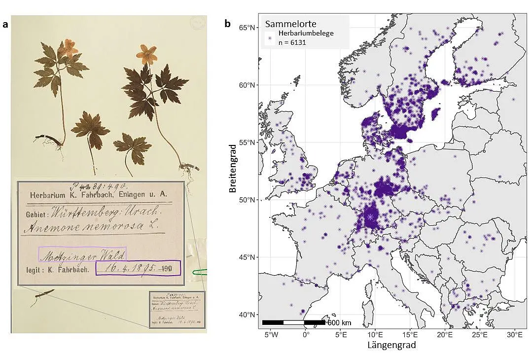 Herbarbogen des Buschwindröschens (links) und Europakarte der Sammelorte von über 6.000 Herbarbelegen frühblühender Waldpflanzen (rechts)