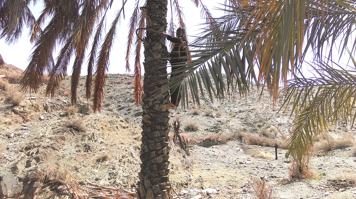 Palme