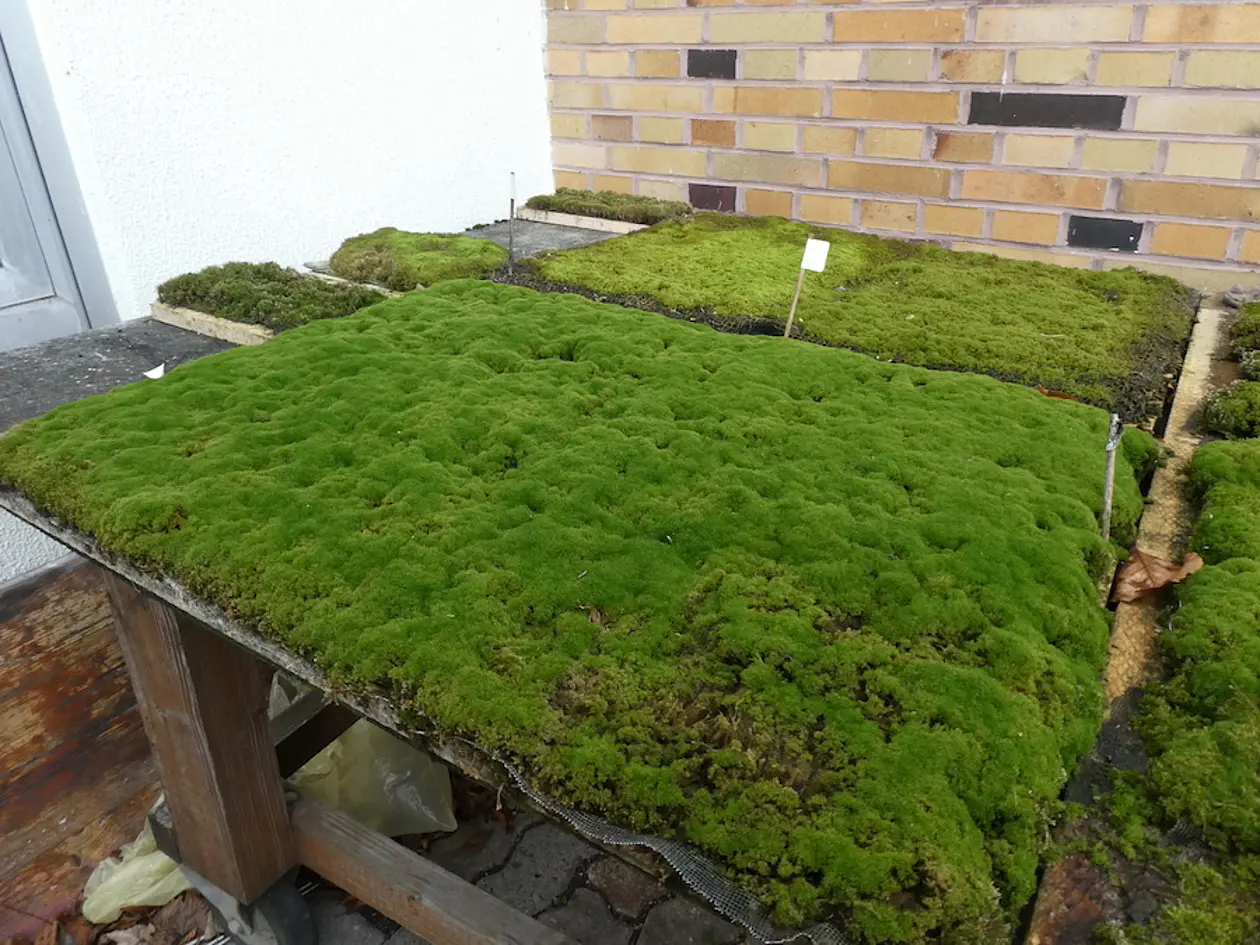 Favorable moss species grown in the greenhouse