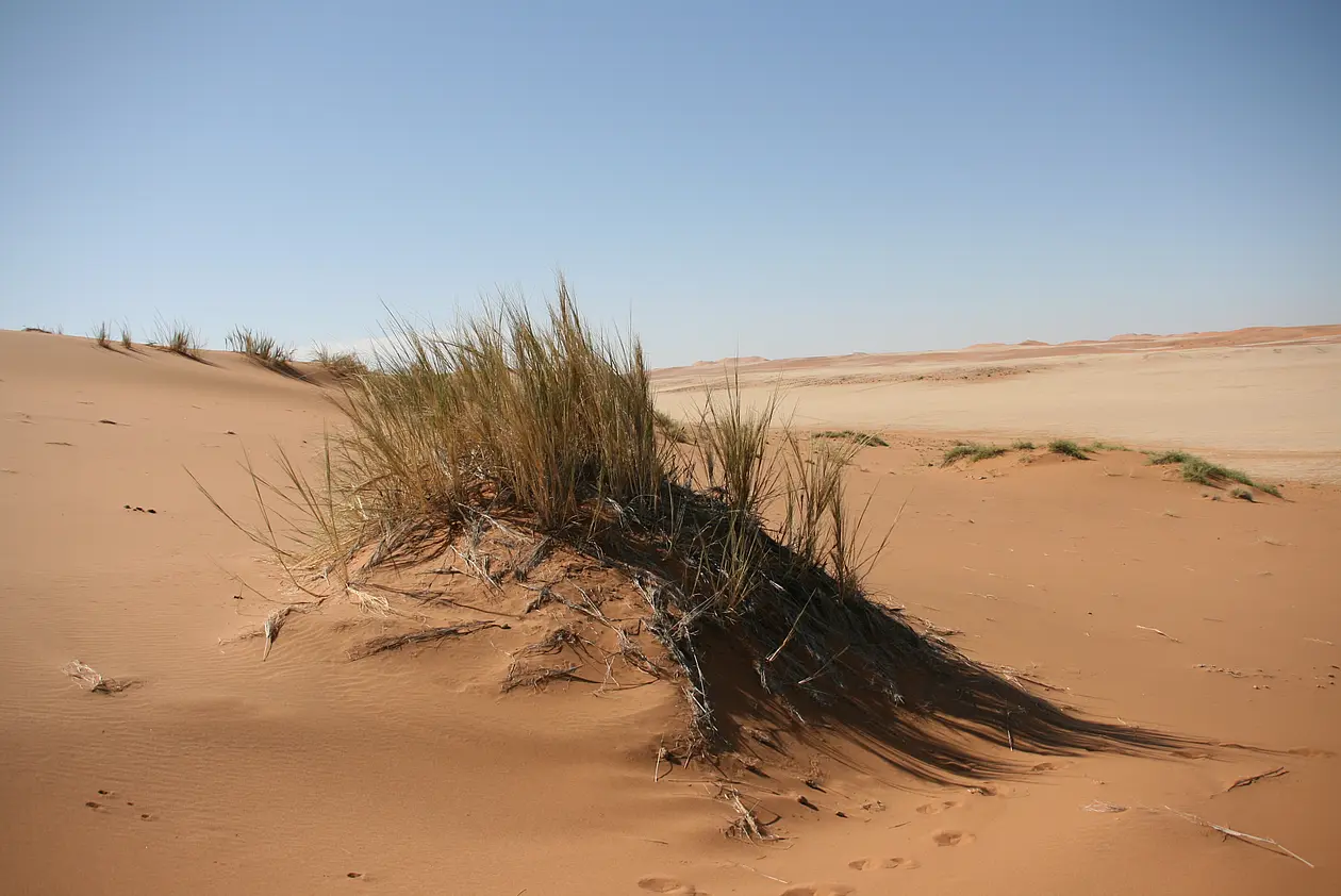 The Namib dune bushman grass Stipagrostis sabulicola can condense moisture from the air in the form of fog and dew. 
