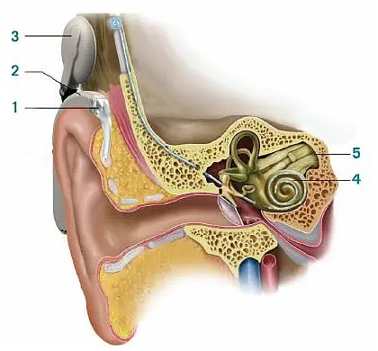 Detailled image of the human ear