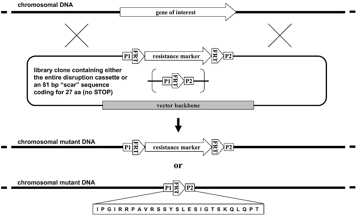 chromosomal gene replacement