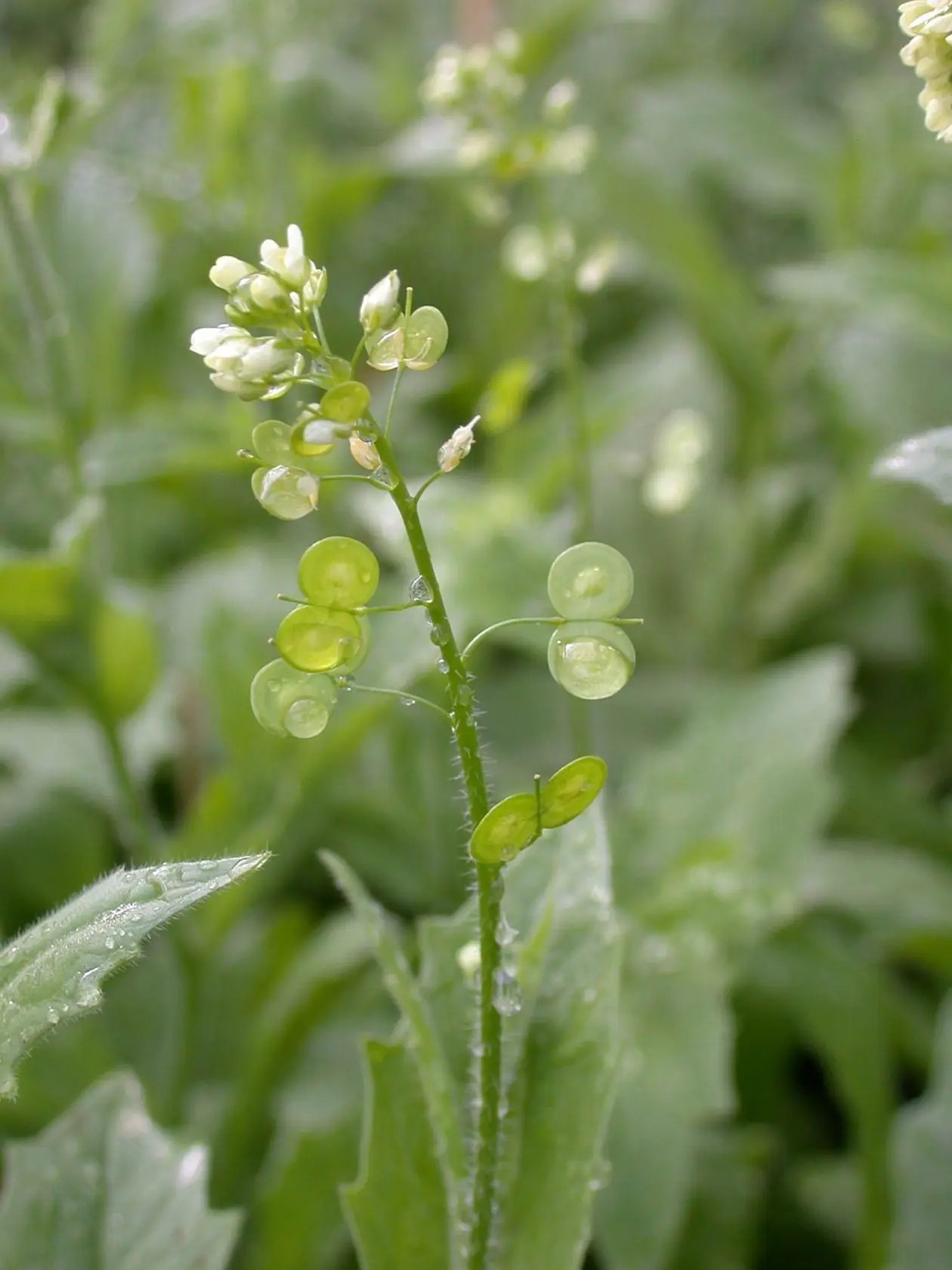 The focal plant species (Biscutella didyma)