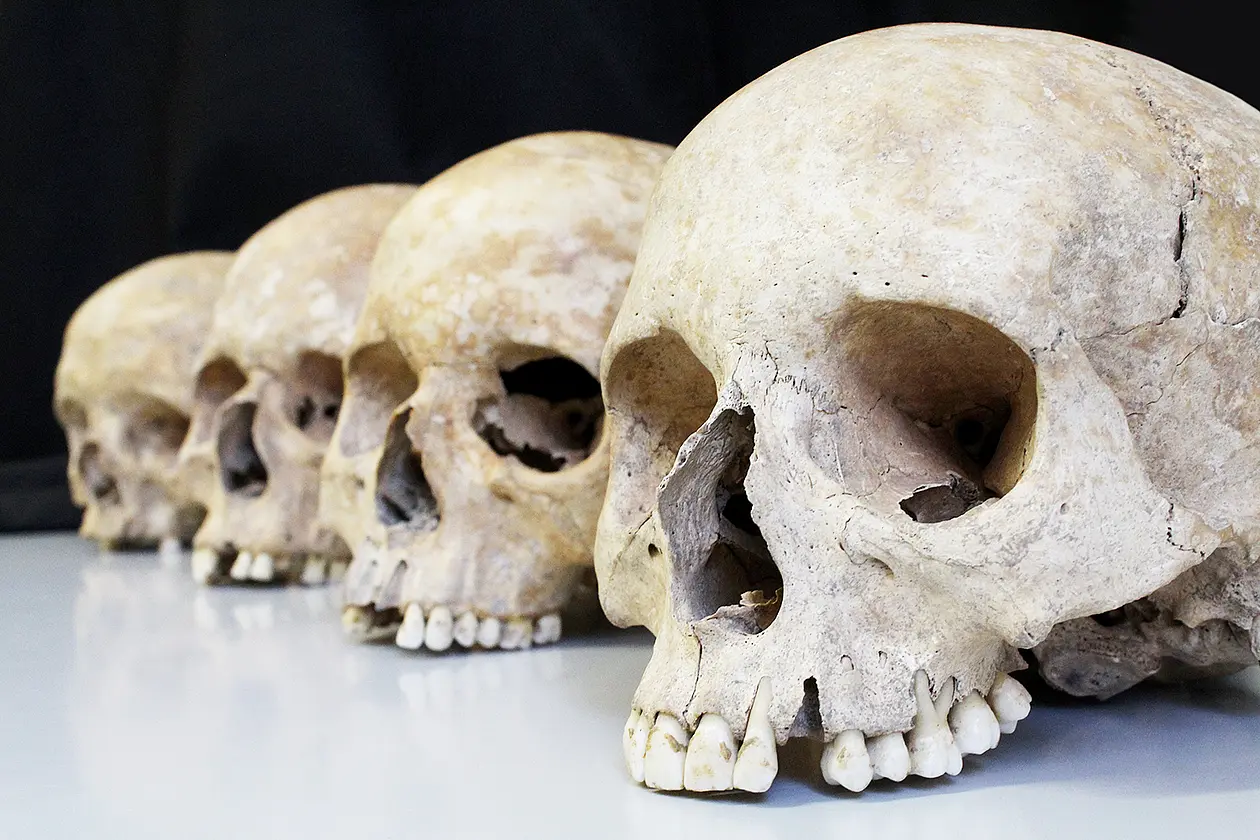 Skulls excavated from an archaeological site.