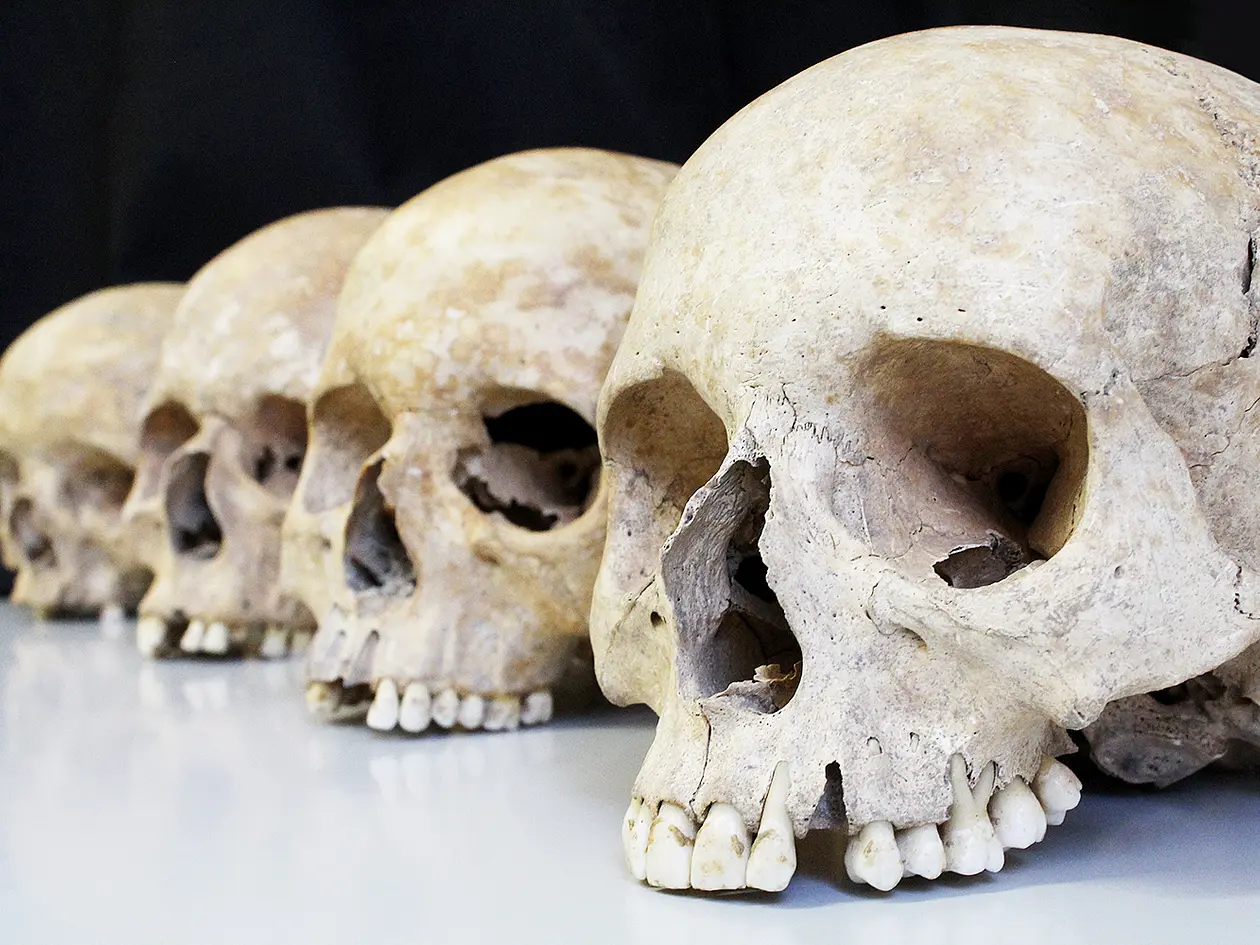 Schädel aus einer archäologischen Fundstätte. 