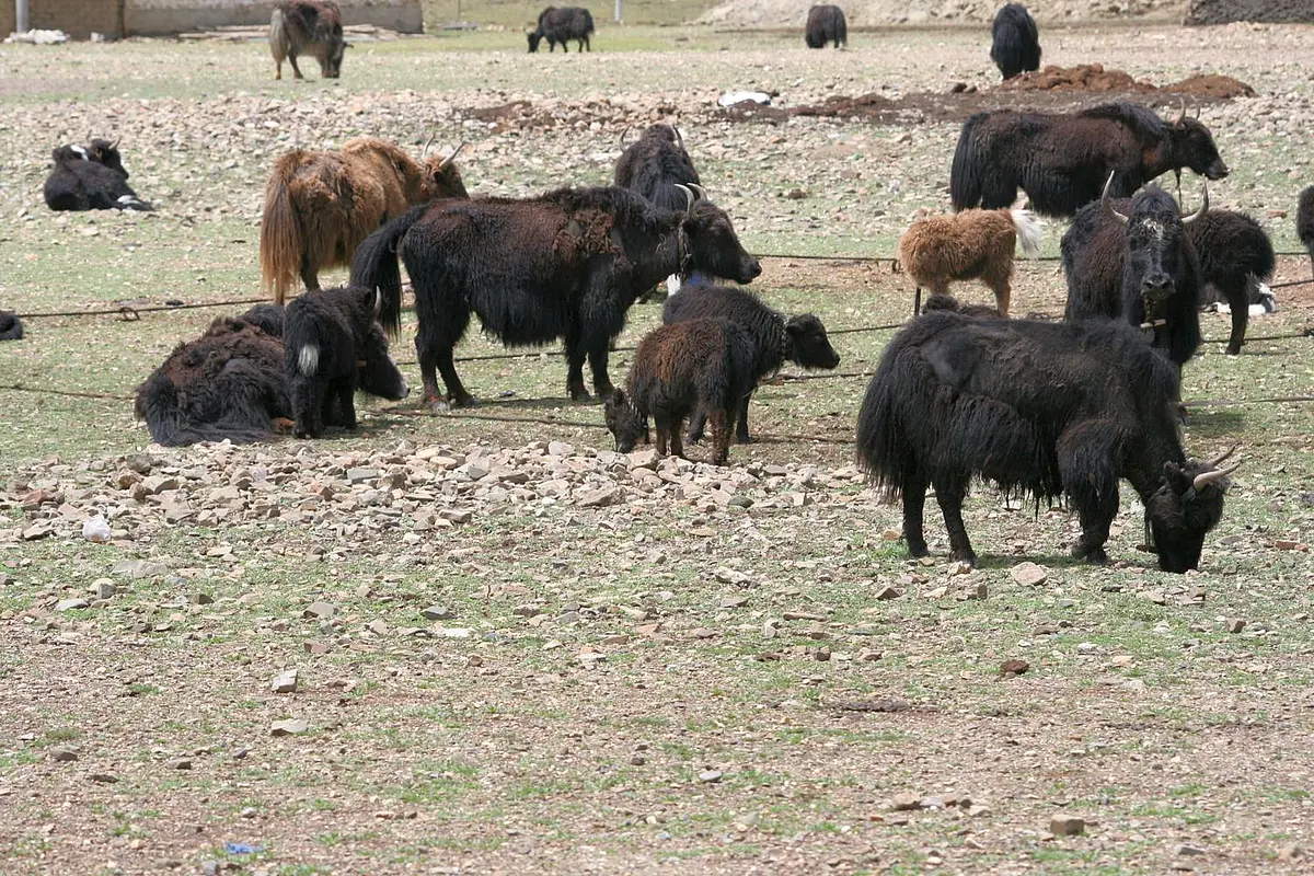 Mehrere Yaks stehen auf einer fast vertrockneten Weide