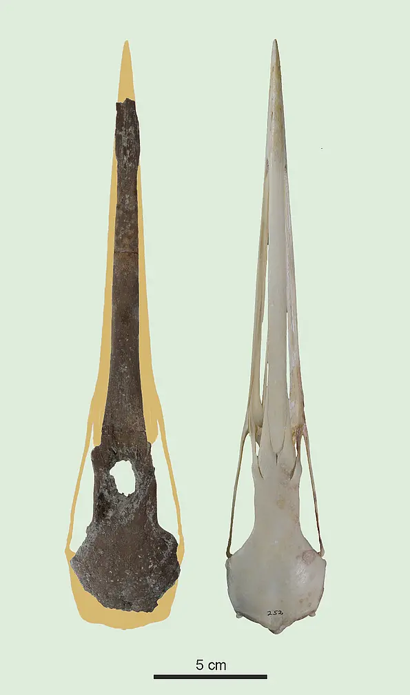 The crane skull from the Hammerschmiede fossil site