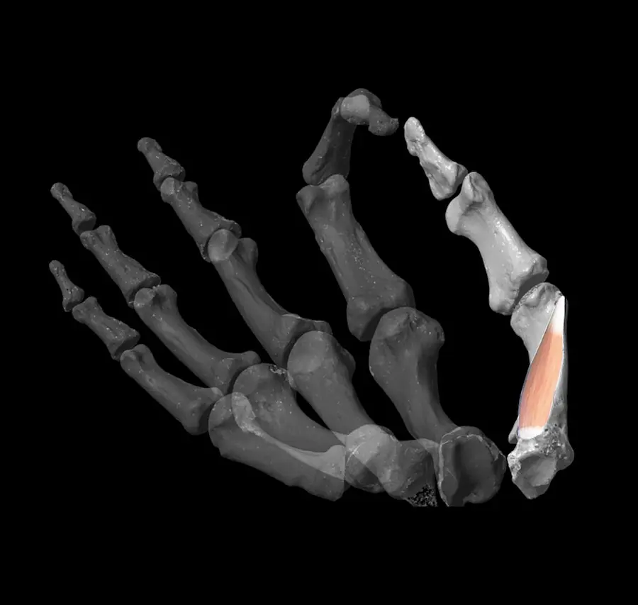 Virtual model to assess thumb dexterity
