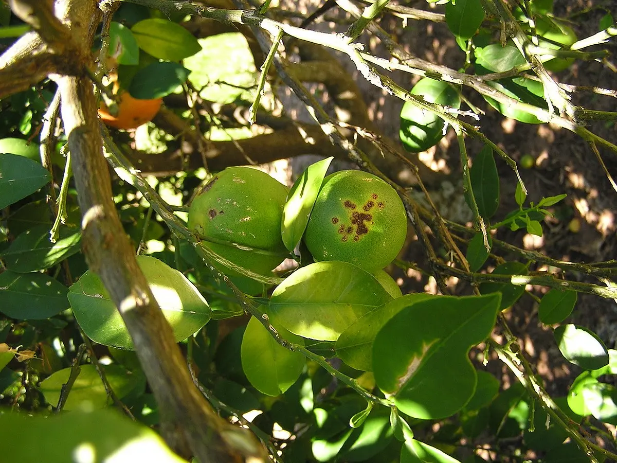 Leaves of a lemon tree.