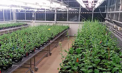 View of numerous plants in the greenhouse 