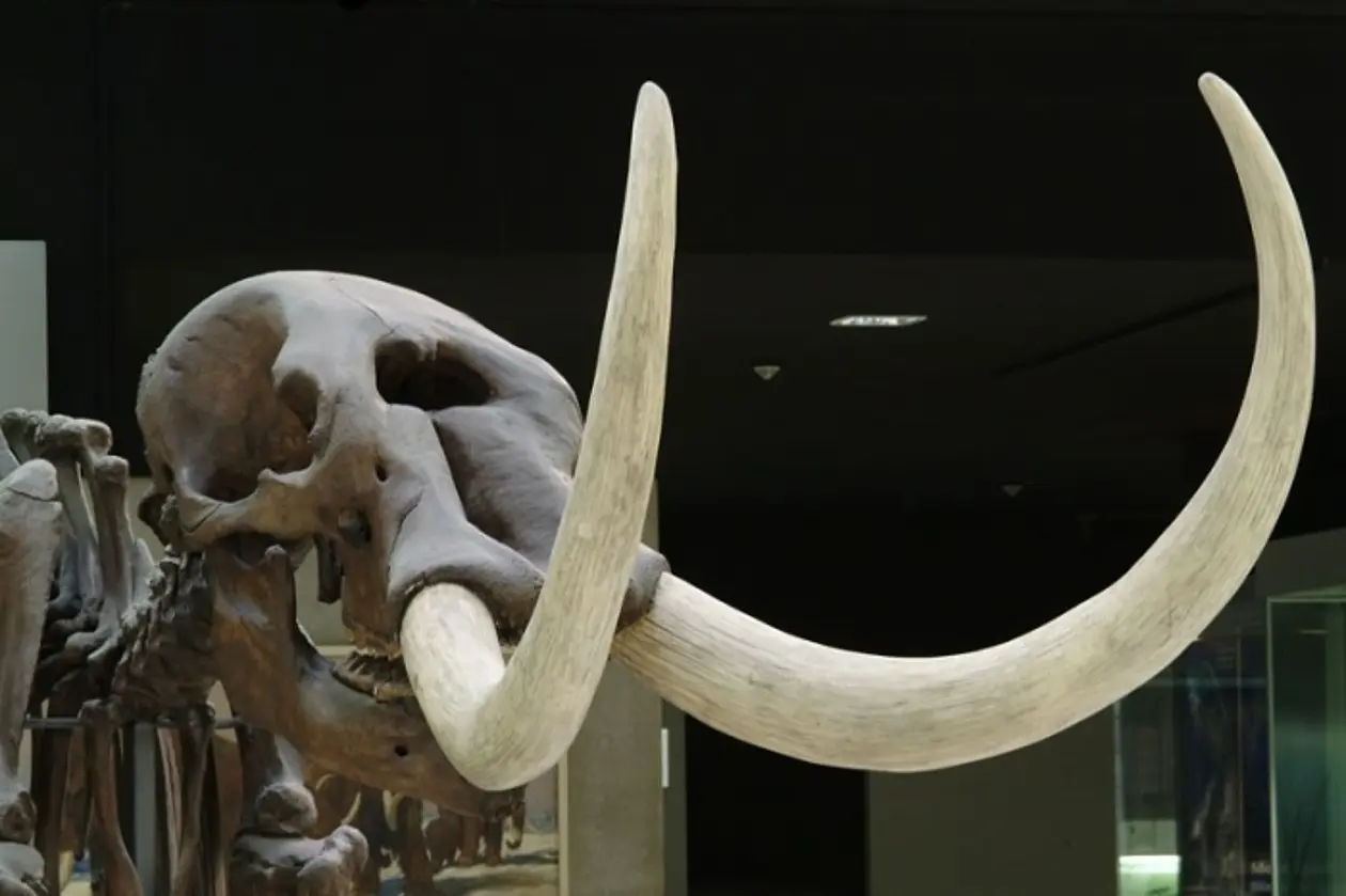 Ausgestorbener Mega-Pflanzenfresser: das Amerikanische Mammut. © Senckenberg