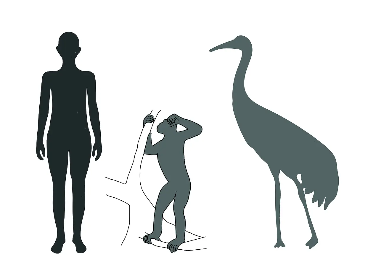 Height comparison