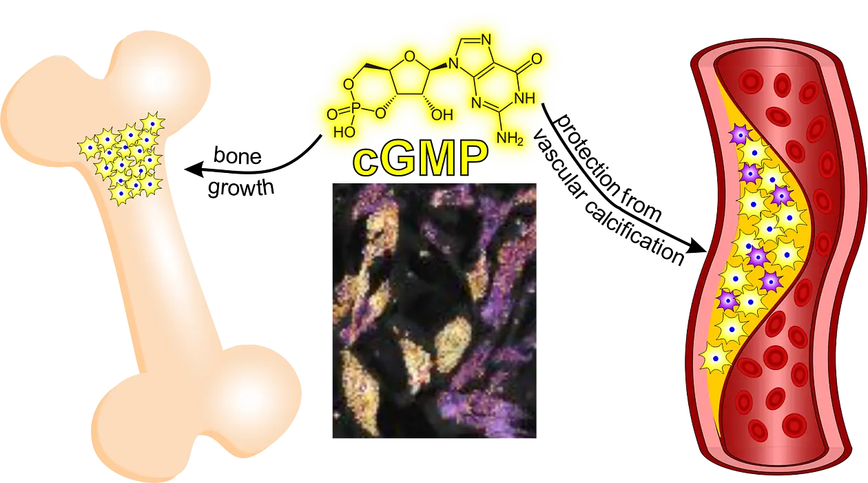 Effect of cGMP on bone growth and vascular calcification