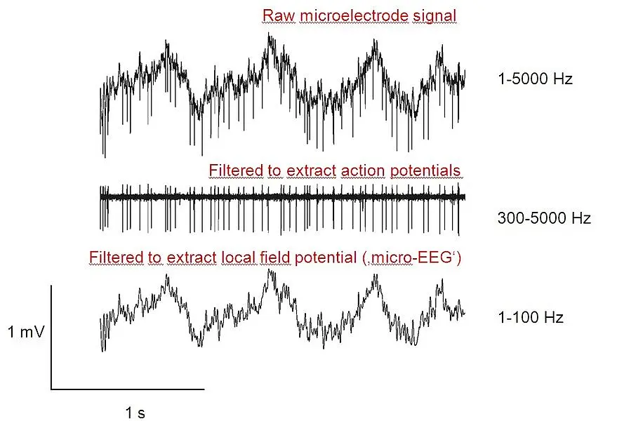 Electrical signals from single neurons