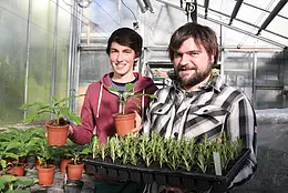 Ruben Herter und Marco Alt zeigen im Gewächshaus Rosmarinsetzlinge und junge Stechapfel-Pflanzen. Foto: Friedhelm Albrecht / Universität Tübingen