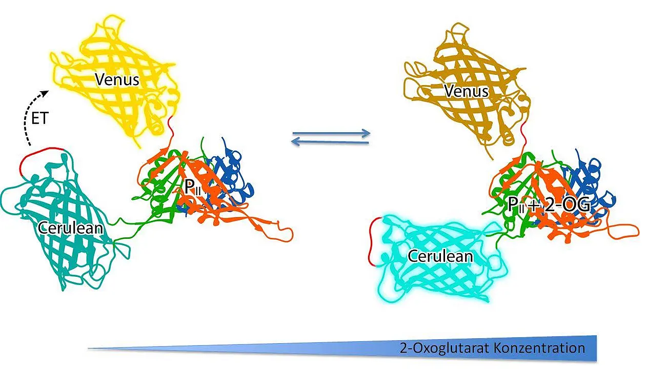 Das Sensorprotein bindet 2-Oxoglutarat und ändert dadurch seine Struktur. Daraus resultiert eine messbare Änderung der Fluoreszenz. Abbildung: Karl Forchhammer