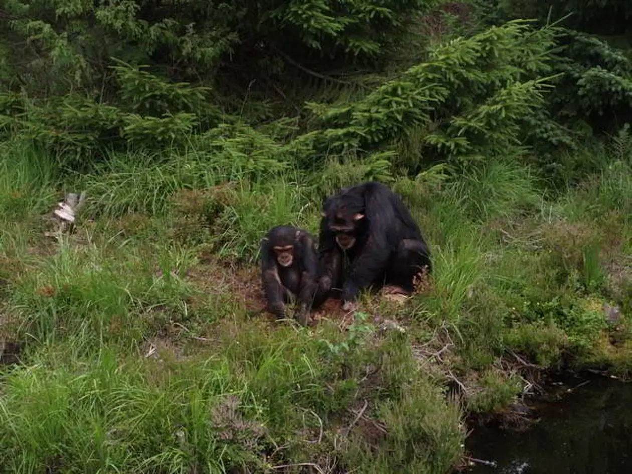The chimpanzees in Kristiansand Zoo used sticks to excavate and performed several different behaviors. 