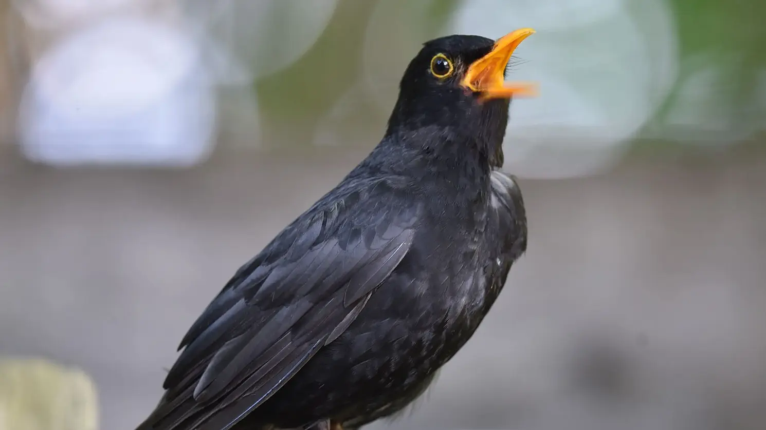 Amsel auf Ast mit geöffnetem Schnabel