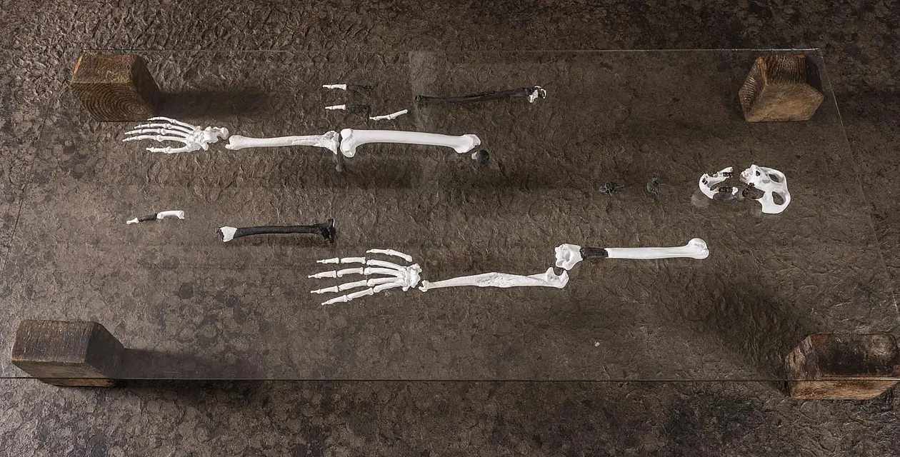 Fossils and reconstructed other bones